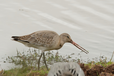 Thumbnail of Black Tailed Godwit